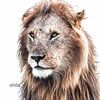 kiprop_max